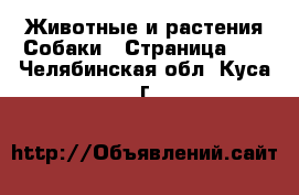 Животные и растения Собаки - Страница 10 . Челябинская обл.,Куса г.